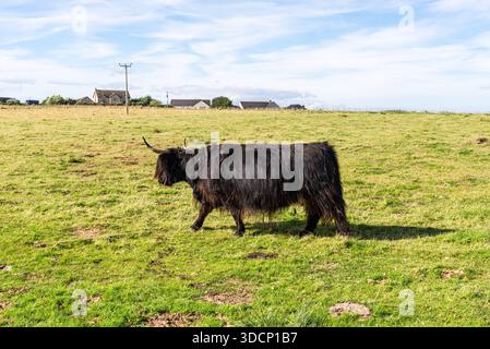 Scottish Highlands Cow, vache à poil long, pèle sur l'herbe dans un champ dans la campagne écossaise Banque D'Images