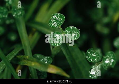 Crystal Clear Morning Dew Drops sur les feuilles de trèfle vert, Fresh nature Banque D'Images