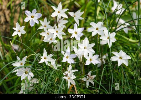 Ipheion uniflorum White Star, étoile blanche de printemps, fleurs blanches au printemps. Banque D'Images