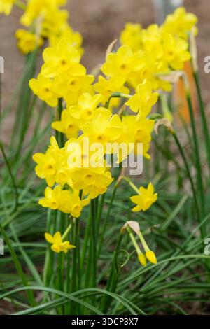 La sœur de Narcissus Pixie, jonquil jonquil miniature (Division 7) 3-5 fleurs jaune vif par tige au début du printemps Banque D'Images