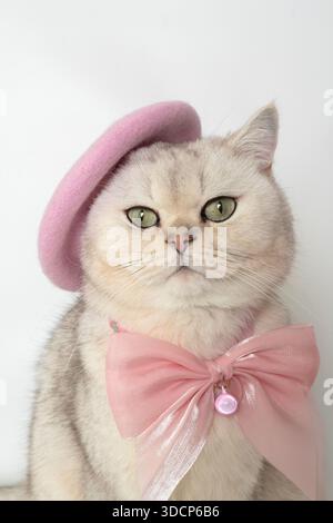 Chat à la mode avec béret rose et col noeud look charmant Banque D'Images