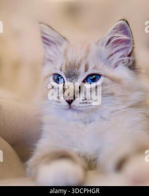 Lynx point Ragdoll une variation du chat Ragdoll, des marques tabby distinctives (rayées) sur les oreilles et le visage. Chaton créateur pedigree. Banque D'Images
