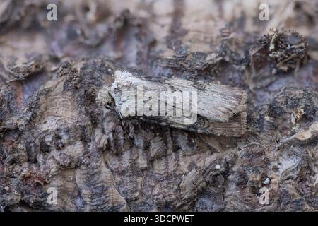 Dart en forme de navette (agrotis puta) France août 2025 photographies empilées Banque D'Images