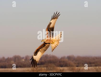 Cerf-volant rouge (Milvus milvus) en vol, Espagne, février Banque D'Images