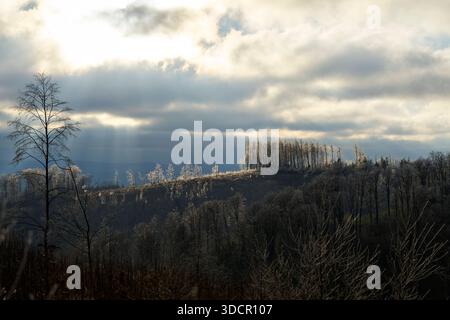 Raureif an den Bäumen auf dem Ravensberg am 24.12.2025 BEI Bad Sachsa im Südharz in Niedersachsen, Deutschland. Givre sur les arbres du Ravensberg le 24 décembre 2025 près de Bad Sachsa, basse-saxe, Allemagne Banque D'Images