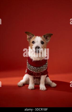 Un Jack Russell Terrier portant un pull d'hiver rouge et blanc est assis calmement sur un sol rouge. L'arrière-plan simple et la pose centrée se concentrent sur l'animal Banque D'Images