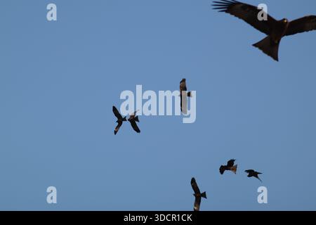 Les cerfs-volants noirs planent dans le ciel bleu clair d'Islamabad, mettant en valeur leur impressionnante envergure et leur agilité aérienne. Banque D'Images
