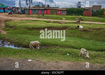 Ngarariga, Kenya, - 17 juin 2025 : la vie rurale vue du chemin de terre des gens qui travaillent et vivent. Les moutons mangent de l'herbe près d'une devanture située dans le m Banque D'Images