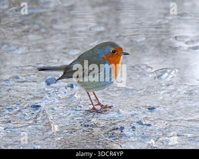 Portrait de Robin européen (Erithacus rubecula) debout sur un lac gelé en hiver dans le Lancashire, Angleterre, Royaume-Uni Banque D'Images