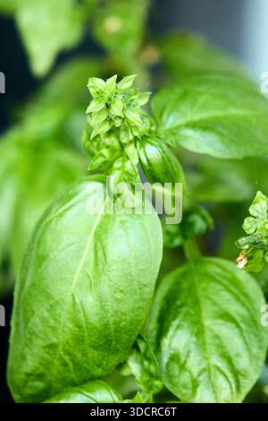 Cette image en gros plan met en valeur une plante de basilic vibrante, mettant en valeur ses feuilles vertes luxuriantes et ses boutons floraux tendres. La photo souligne la fraîcheur et Banque D'Images