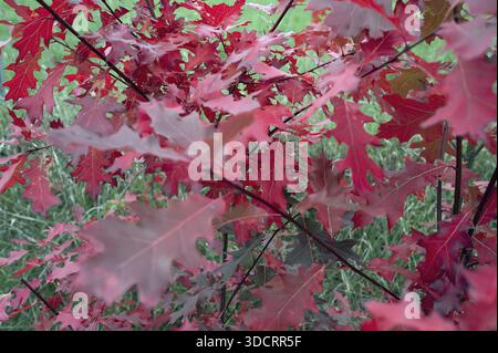 Feuilles du chêne rouge (Prunus domestica subsp. Domestica), Bavière, Allemagne Banque D'Images