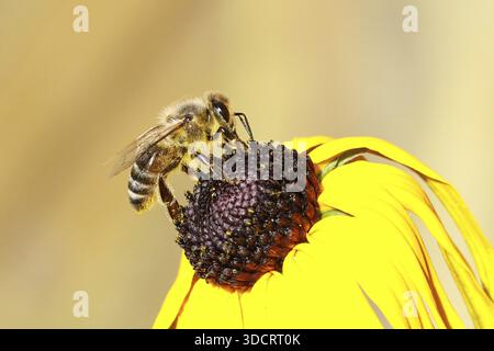 Abeille commune européenne (Apis mellifera), collecte du nectar d'une fleur du coneflower jaune (Echinacea paradoxa), gros plan, macro photographie, Wilnsd Banque D'Images