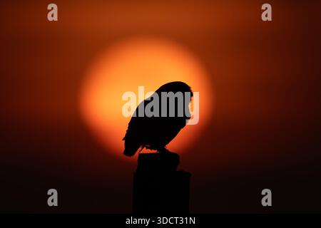 Diyarbakir, Diyarbakir, Turquie. 25 décembre 2025. Le petit hibou (Athene noctua), connu pour sa chasse de jour comme de nuit, vole de la perche où il attend pour commencer une nouvelle journée. (Crédit image : © Dogan Evsan/ZUMA Press Wire) USAGE ÉDITORIAL SEULEMENT ! Non destiné à UN USAGE commercial ! Banque D'Images
