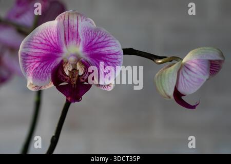 Fleur d'orchidée pourpre phalaenopsis, phalaenopsis ou falah sur fond blanc. Banque D'Images