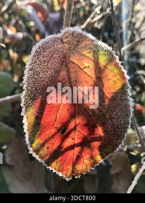 Gros plan délicat d'une feuille d'automne jaune et rouge recouverte de gel fin, doucement illuminée par derrière par le soleil du matin. Banque D'Images