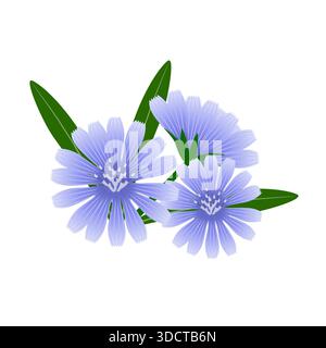 Fleurs de chicorée avec des feuilles sur un fond blanc. Illustration de Vecteur