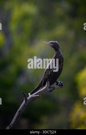 Petit cormoran noir perché sur une branche au-dessus d'une zone humide. Banque D'Images