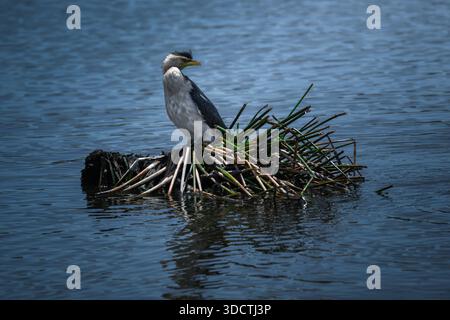 Petit pied cormoran debout sur une petite île dans une zone humide. Banque D'Images