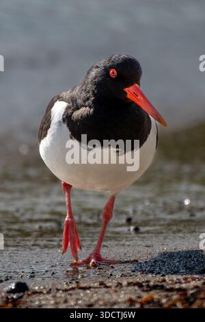 Mâle Oystercatcher - Haematopus ostralegus - recherche de nourriture sur Une plage Banque D'Images