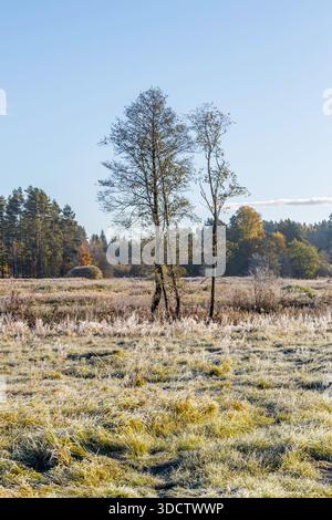 Un beau paysage matinal avec de l'herbe couverte de gel et de grands arbres sous un ciel bleu clair en automne. Banque D'Images