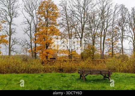 Un paysage de parc serein avec de grands arbres avec un feuillage d'automne jaune vif et un banc en bois rustique sur un champ d'herbe verte. Banque D'Images