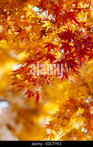 Érable japonais virant rouge et orange en automne le long du sentier de randonnée à Jigokudani Yaen-Koen, Shibu Onsen, Yudanaka, Nagano, Japon Banque D'Images