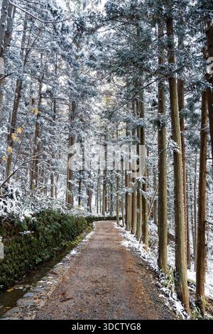 Arbres couverts de neige le long du sentier de randonnée à Jigokudani Yaen-Koen Monkey onsen, Shibu Onsen, Yudanaka, Nagano, Japon Banque D'Images