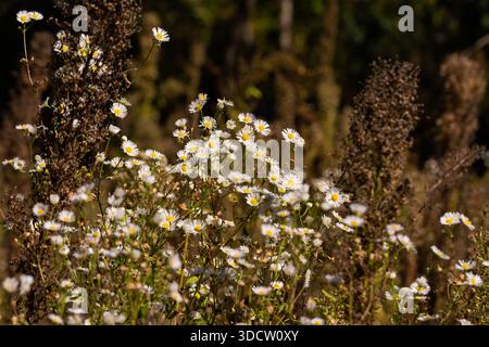 De délicates marguerites sauvages blanches fleurissent densément dans un champ ensoleillé. Banque D'Images
