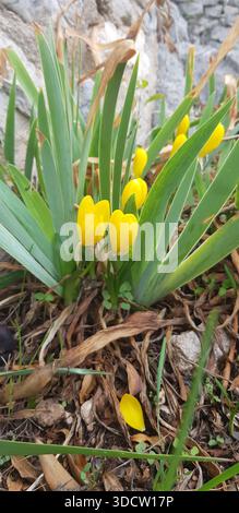 Fleurs de crocus jaunes fleurissant au début du printemps, émergeant des feuilles sèches et du sol. Gros plan de la flore fraîche du printemps symbolisant le renouvellement et la croissance. Banque D'Images
