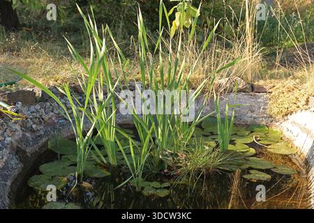 Un petit étang dans le jardin est envahi de nénuphars, roseaux et autres plantes aquatiques. Banque D'Images