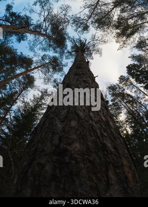 Vue en bas angle d'un majestueux tronc de pin s'étendant vers le ciel dans une forêt estonienne sereine pendant la journée. Banque D'Images