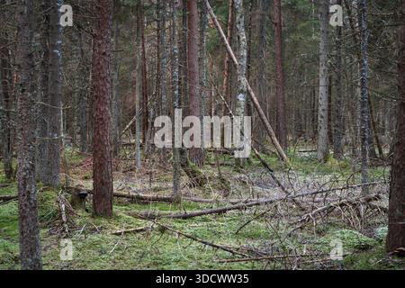 Forêt sauvage estonienne intacte avec de hauts pins et épicéas, terrain mousselé vert et branches tombées dans une réserve naturelle. Banque D'Images