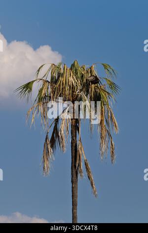 Un palmier se dresse haut dans le parc national de Tarangire, en Tanzanie, ses frondes atteignant le ciel. Banque D'Images