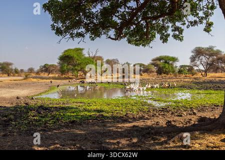 Un groupe diversifié d'oiseaux se rassemblent dans un point d'eau dans le parc national de Tarangire, en Tanzanie, à la recherche de rafraîchissements et de nourriture. Banque D'Images