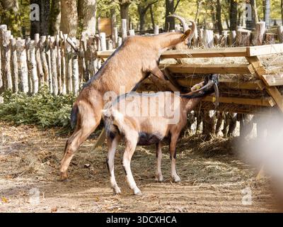 Chèvres domestiques Capra hircus se nourrissant dans un casier à foin en bois dans un enclos rural, illustrant le comportement des animaux de ferme dans un cadre agricole. Banque D'Images