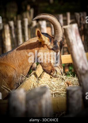 Portraits d'une chèvre domestique (Capra hircus) aux cornes courbées, se nourrissant de foin dans une ferme rurale, mammifère du bétail à la lumière naturelle extérieure. Banque D'Images