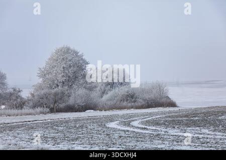 Une scène hivernale avec des arbres givrés. Cette image capture la beauté sereine de la Moravie du Sud, République tchèque, avec le hêtre commun (Fagus sylvatica) co Banque D'Images