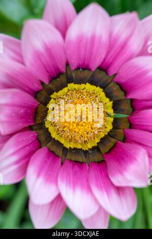 Gros plan extrême d'une seule fleur rose Gazania montrant les étamines et les pétales dans les détails vibrants. Photographié en lumière naturelle. Banque D'Images