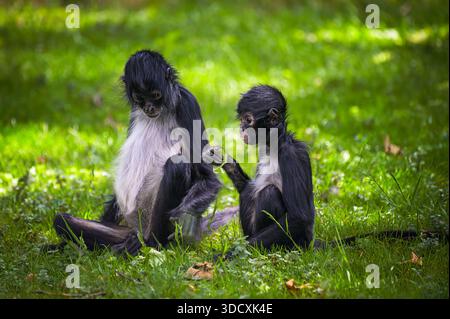 Le singe araignée de Geoffroy avec bébé Banque D'Images