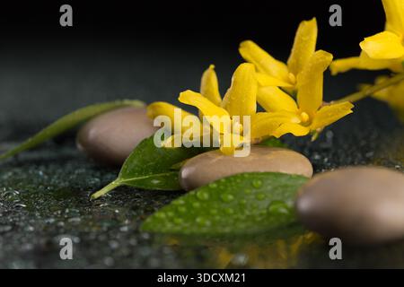 L'arrangement horizontal des éléments de nature morte montre le concept relaxant et zen avec des fleurs de forsythia, des pierres et des feuilles vertes avec des gouttelettes d'eau, sur W. Banque D'Images
