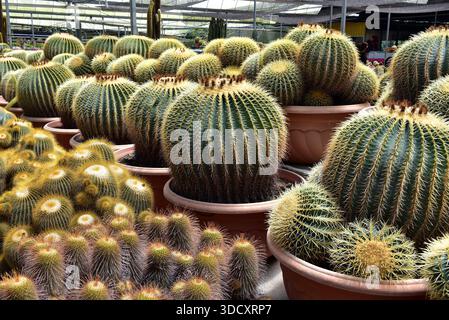 Cactus en baril doré en pots dans une pépinière - Une collection vibrante de cactus en baril doré (Echinocactus grusonii) exposés dans un grand pot en terre cuite Banque D'Images