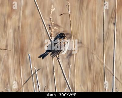 Bâtonnets de roseau commun Emberiza shoeniclus perché sur la tige du roseau commun Phragmites australis, Lymington et Keyhaven Marshes nature Reserve, Hampsh Banque D'Images