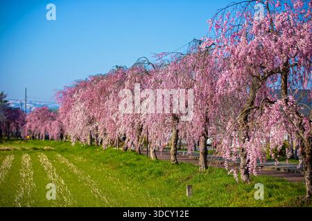 Fleurs de cerisiers pleurant sur la ligne Nicchu dans la ville de Kitakata, préfecture de Fukushima Banque D'Images