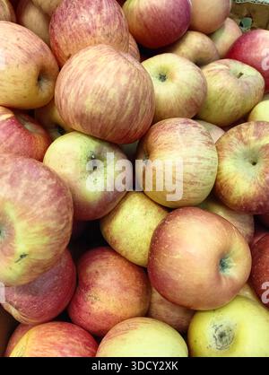 Gros plan de pommes rouges mûres et biologiques à vendre sur un marché. Vue en grand angle de fruits frais sains. Banque D'Images