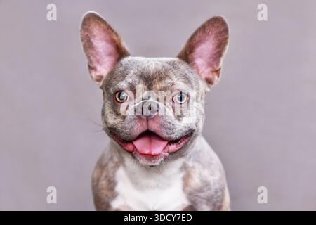 Portrait drôle de chien bouledogue français bringé de lilas heureux devant un fond gris Banque D'Images