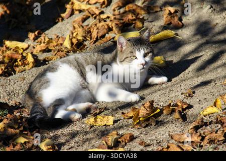 Tabby et chat blanc couché sur le sol dans le soleil d'automne. Banque D'Images