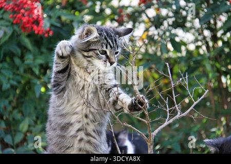 Gros plan d'un chaton tabby curieux jouant avec des branches. Banque D'Images