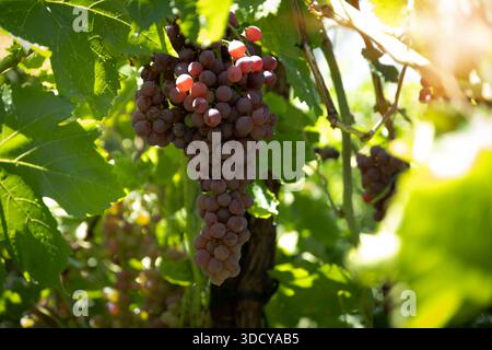 Maturation des raisins rouges accrochés à une vigne dans un vignoble ensoleillé, prêts pour la récolte et la vinification Banque D'Images