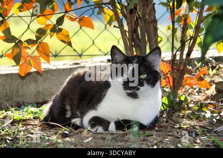 Un portrait direct et convaincant d'un beau chat domestique de smoking avec un vert frappant regardant directement dans l'appareil photo. Banque D'Images