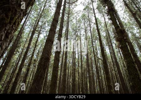 Grands pins dans la forêt vus d'en bas créant un fond vertical naturel Banque D'Images